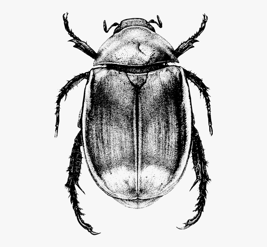 Monochrome Photography,dung Beetle,invertebrate - Black And White Beetle Drawing, Transparent Clipart