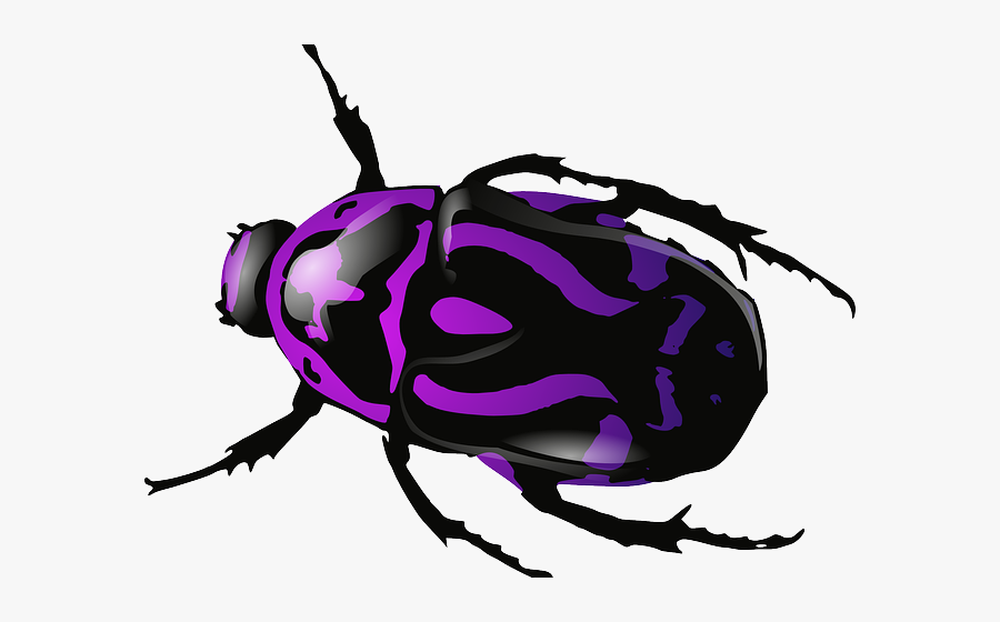 Beetles Free On Dumielauxepices - Black And Blue Beetle, Transparent Clipart