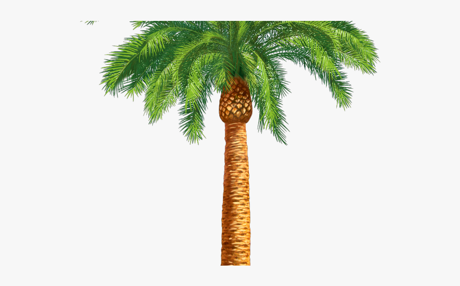 Date Palm Tree Drawing, Transparent Clipart