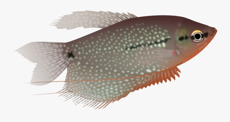 Gourami Clipart, Transparent Clipart