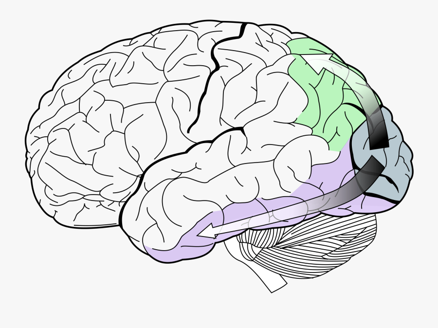 Lobes Of The Brain, Transparent Clipart