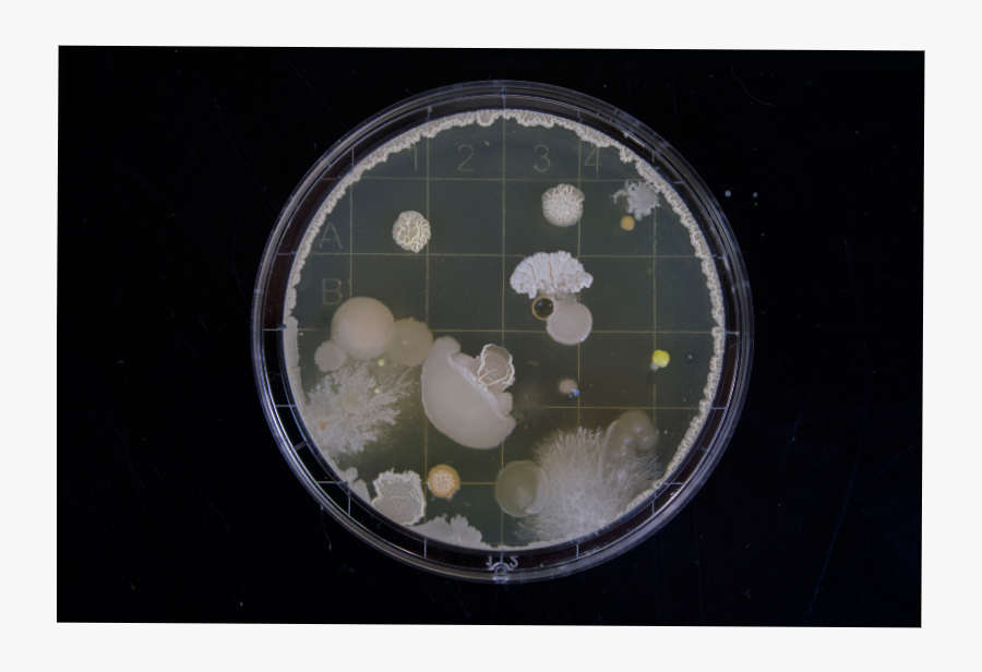 Hd Bacterias, Transparent Clipart