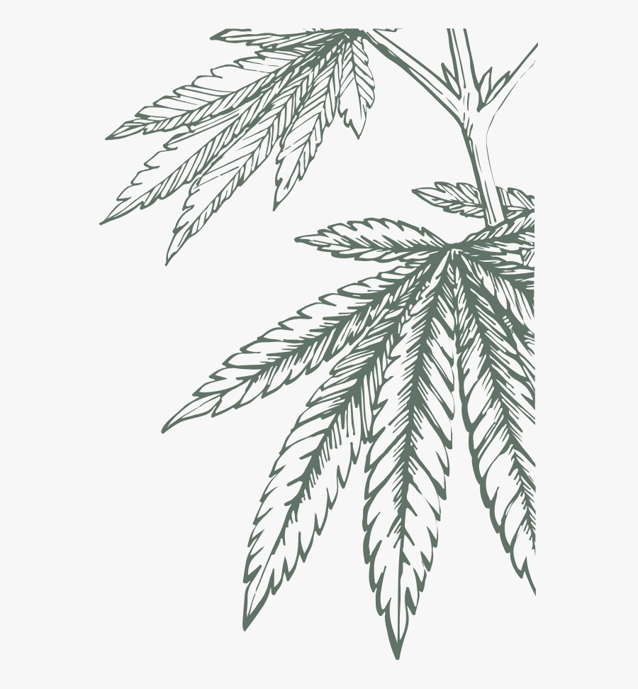 Cannabis Leaf Botanical Illustration, Transparent Clipart