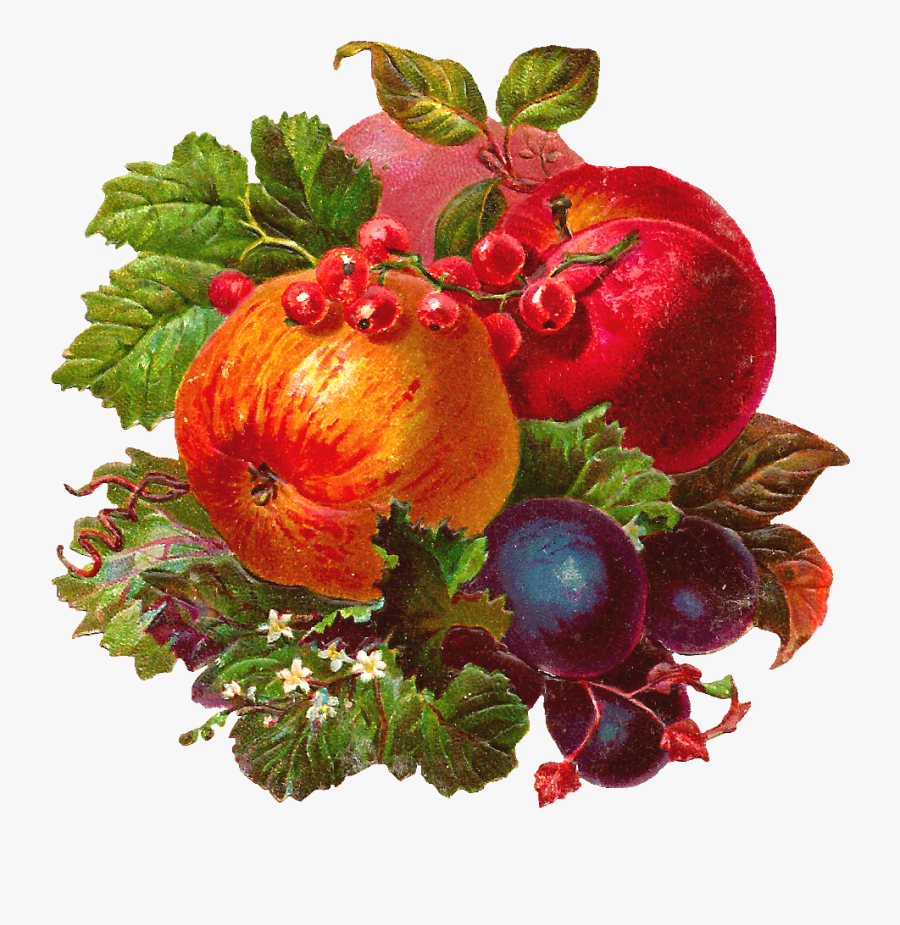 Antique Images Free Digital Fruit Clip Art Apple, Peach, - Currant, Transparent Clipart
