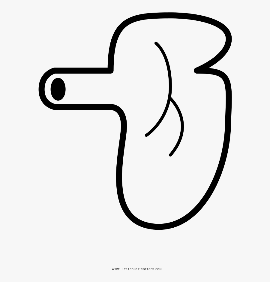 Lung Coloring Page - Line Art, Transparent Clipart