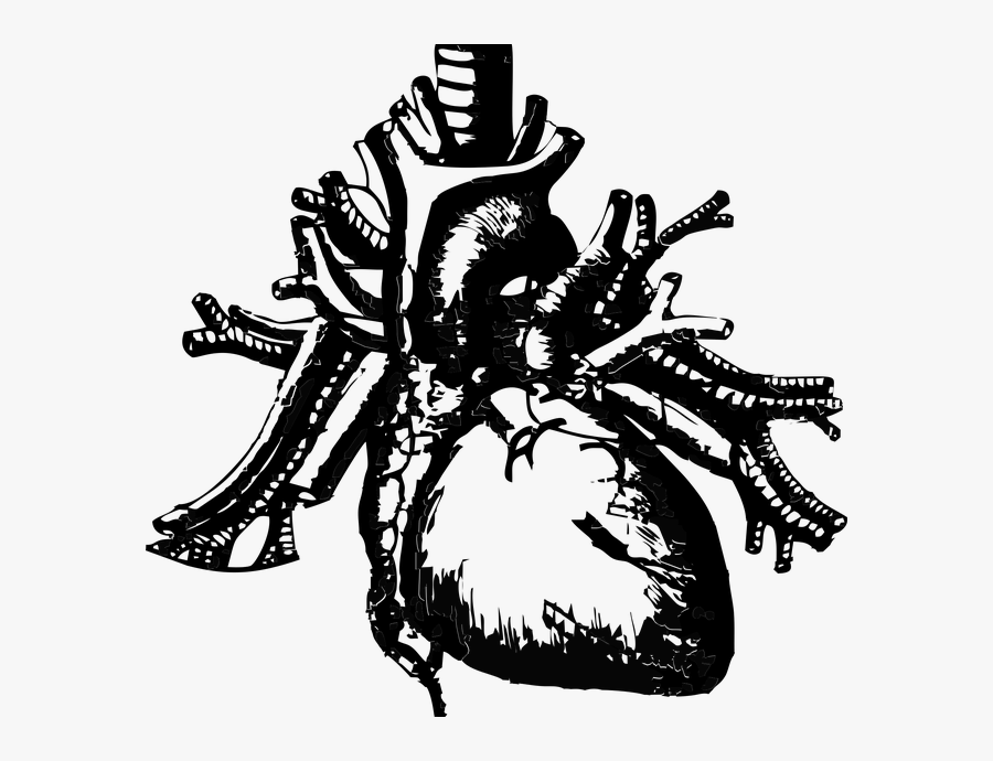 Black Lung Disease Market - Real Heart Transparent Background, Transparent Clipart