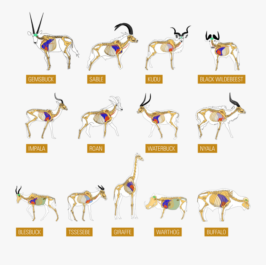 Shot Placement African Game, Transparent Clipart