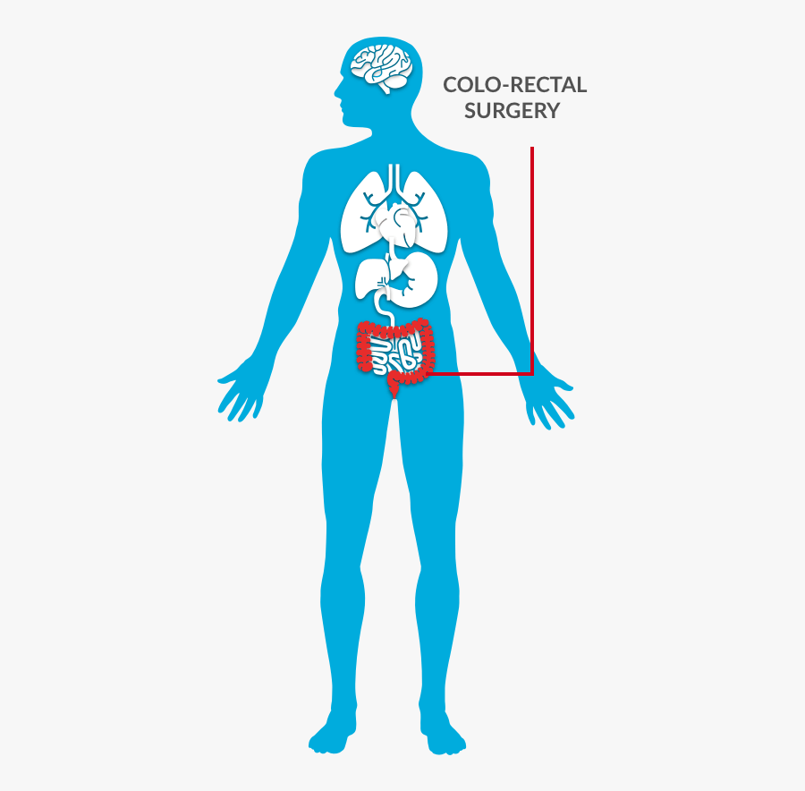 Terminos Medicos De Los Organos Del Cuerpo, Transparent Clipart