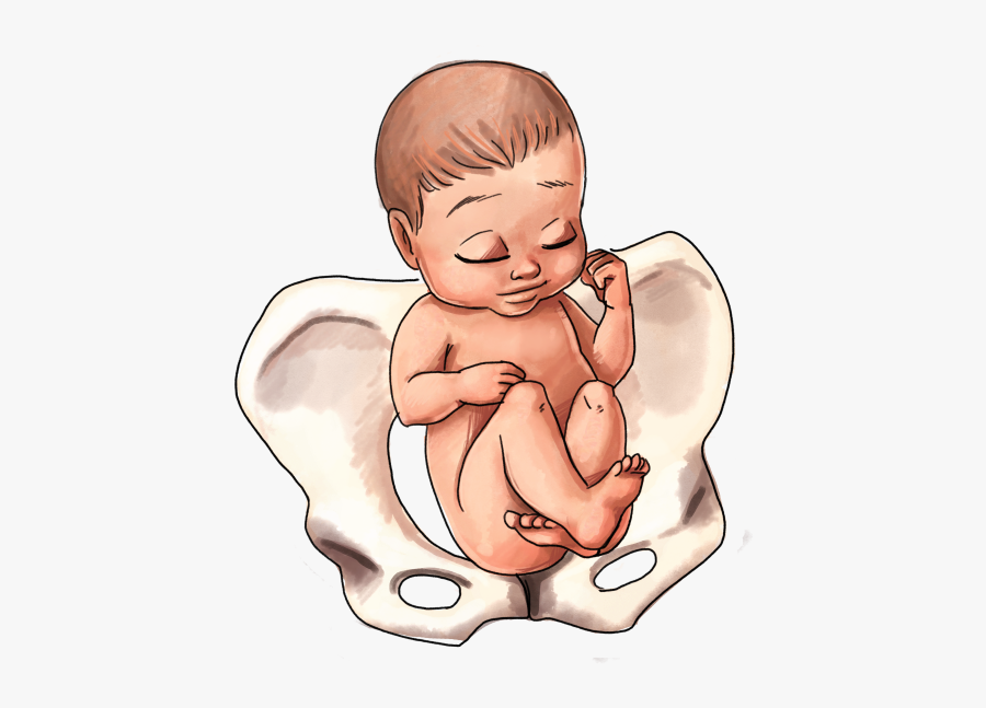 Breech Baby Position - Drawing Baby In Belly, Transparent Clipart