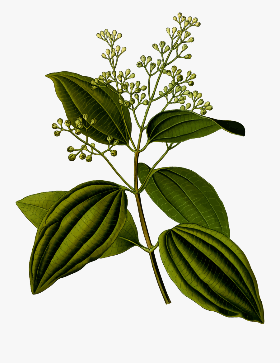 Ceylon Cinnamon - Cinnamomum Zeylanicum, Transparent Clipart