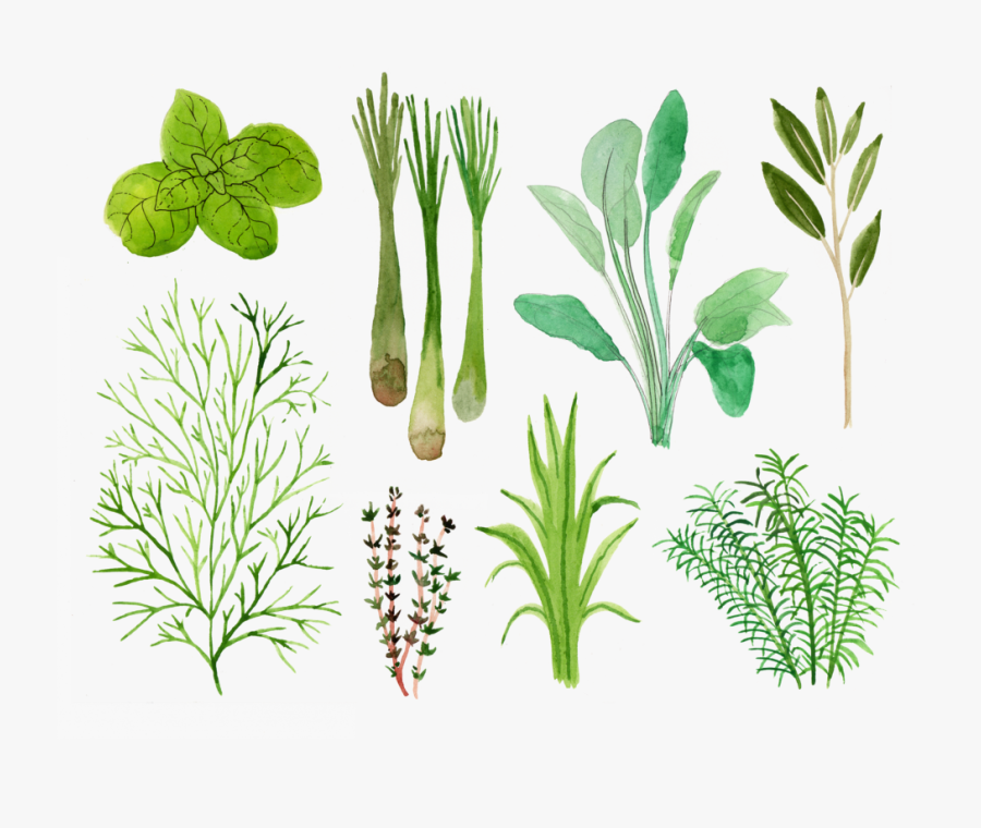 Vicky Katzman Herbs, Transparent Clipart
