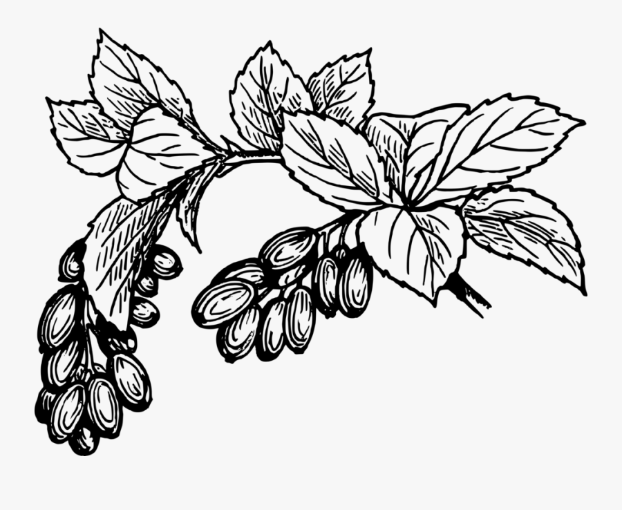 Barberry, Berries, Fruit, Plant, Herb - Cây Cà Phê Vector, Transparent Clipart