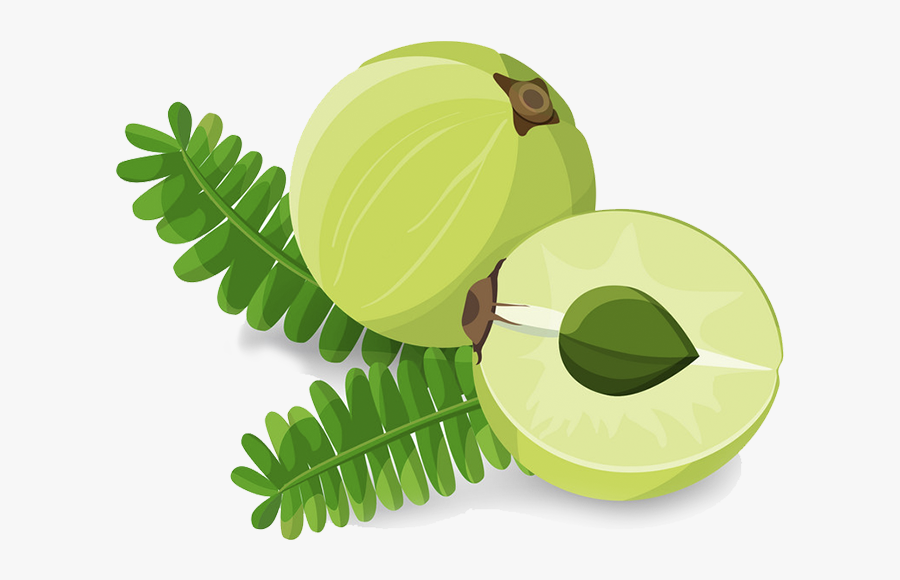 Herb Img - Indian Gooseberry Clipart, Transparent Clipart