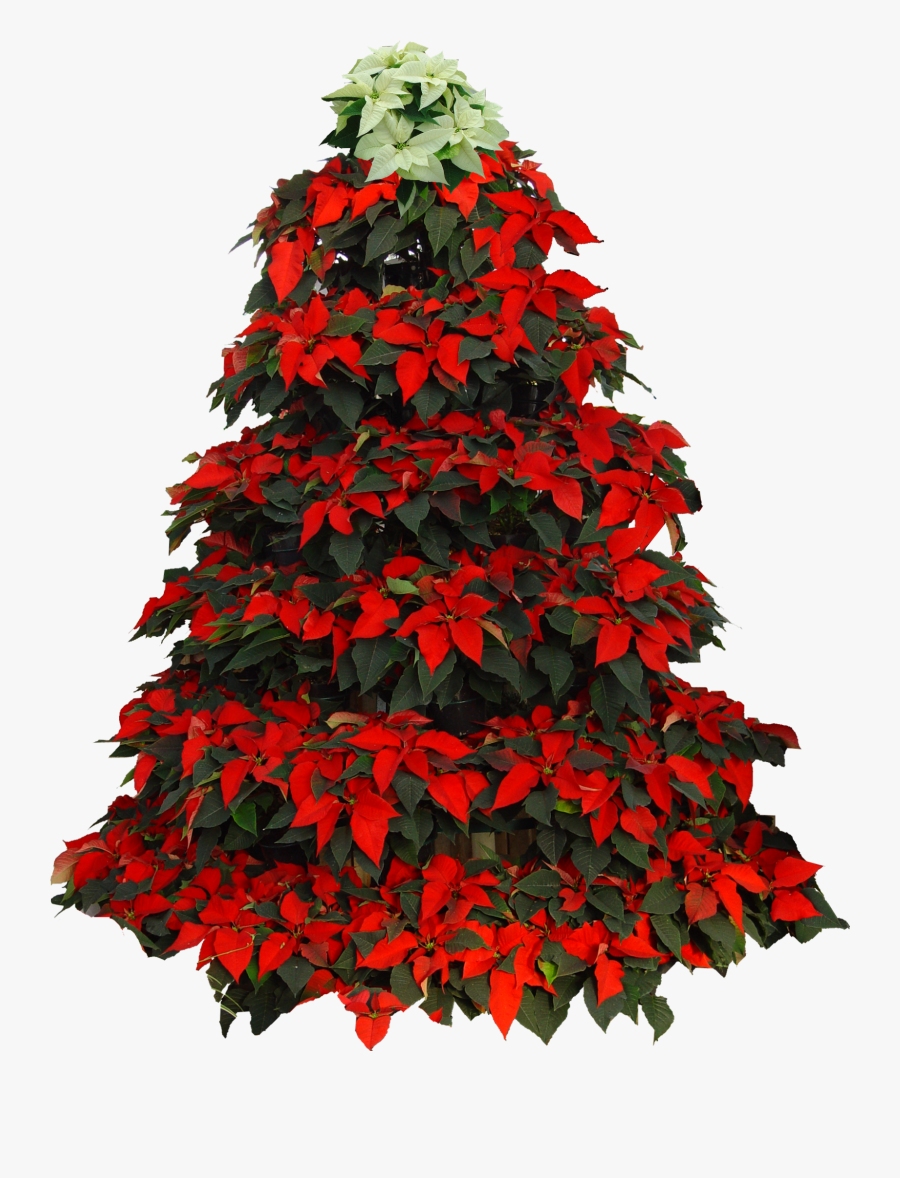 Poinsettia Clip Christmas Tree - Christmas Tree Poinsettia Clipart, Transparent Clipart