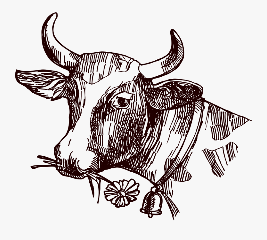 Texas Longhorn Milk Drawing Sketch - Cow Sketch Png, Transparent Clipart