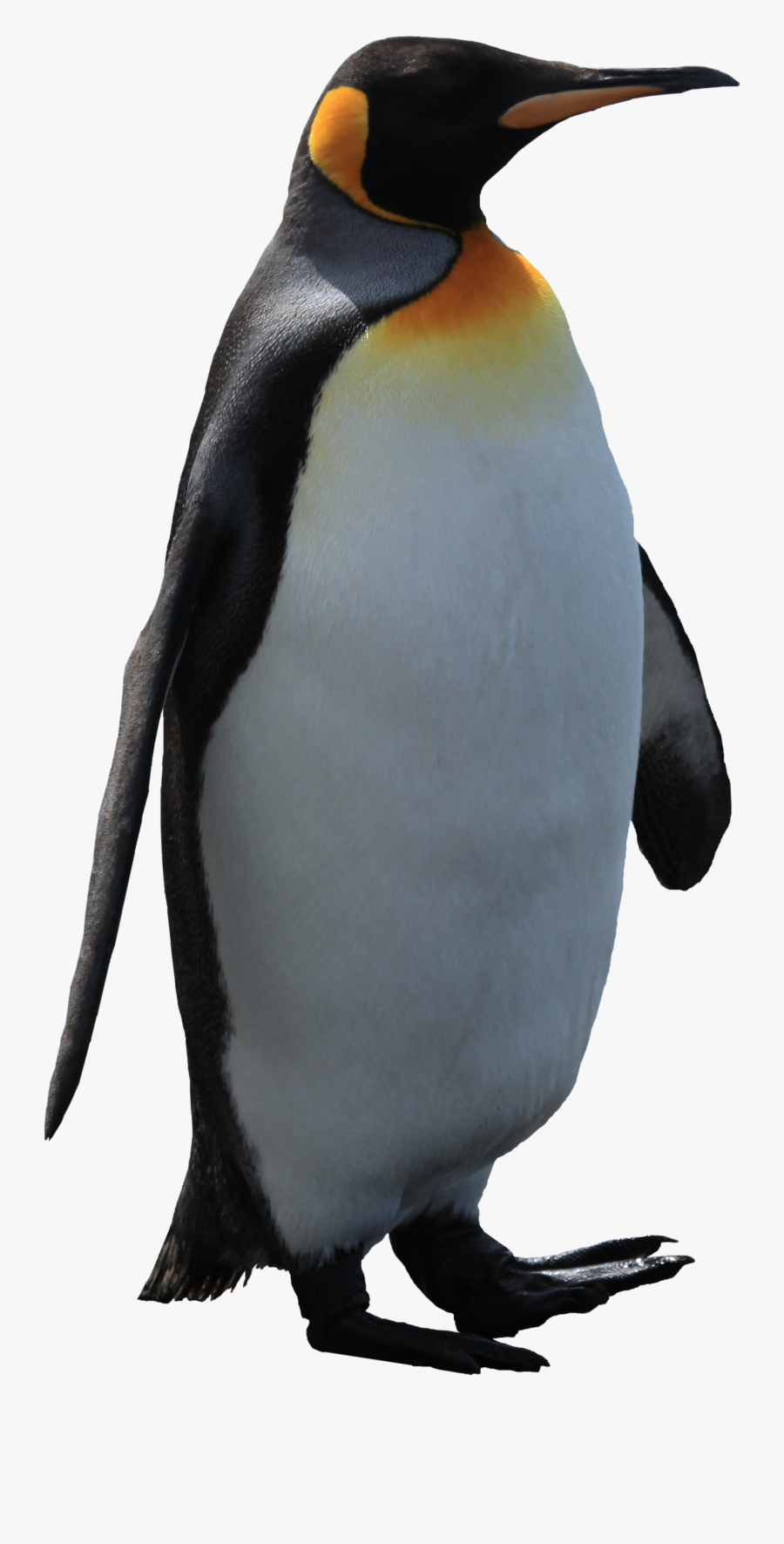 Free Penguin Clip Art, Transparent Clipart