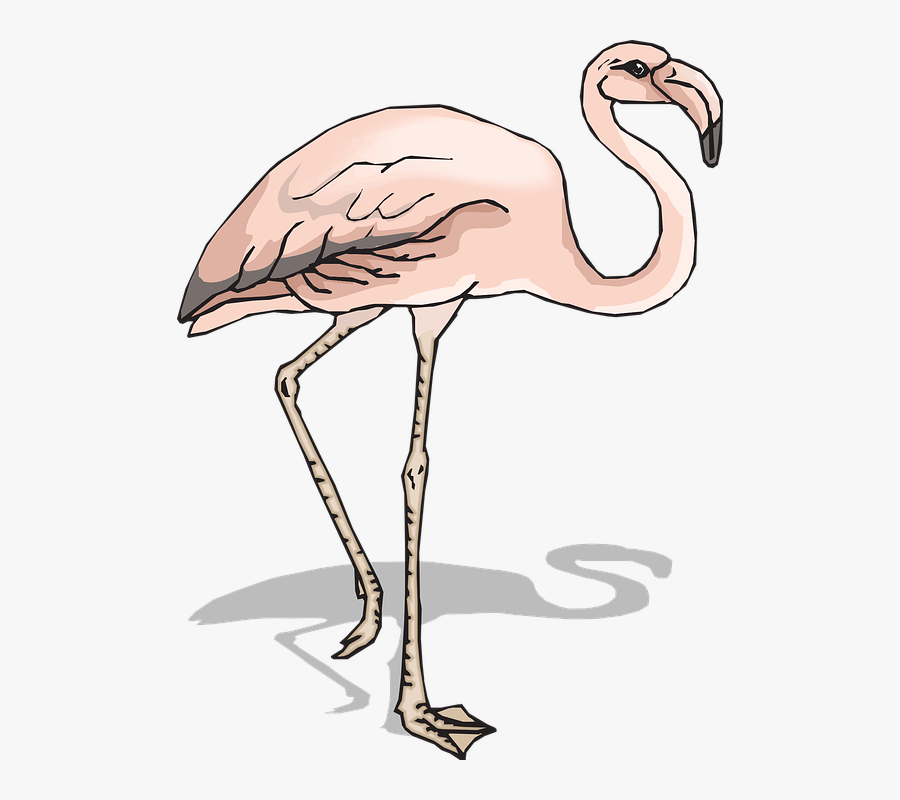 Bird, Shadow, Wings, Flamingo, Long, Neck, Legs - Flamingo, Transparent Clipart