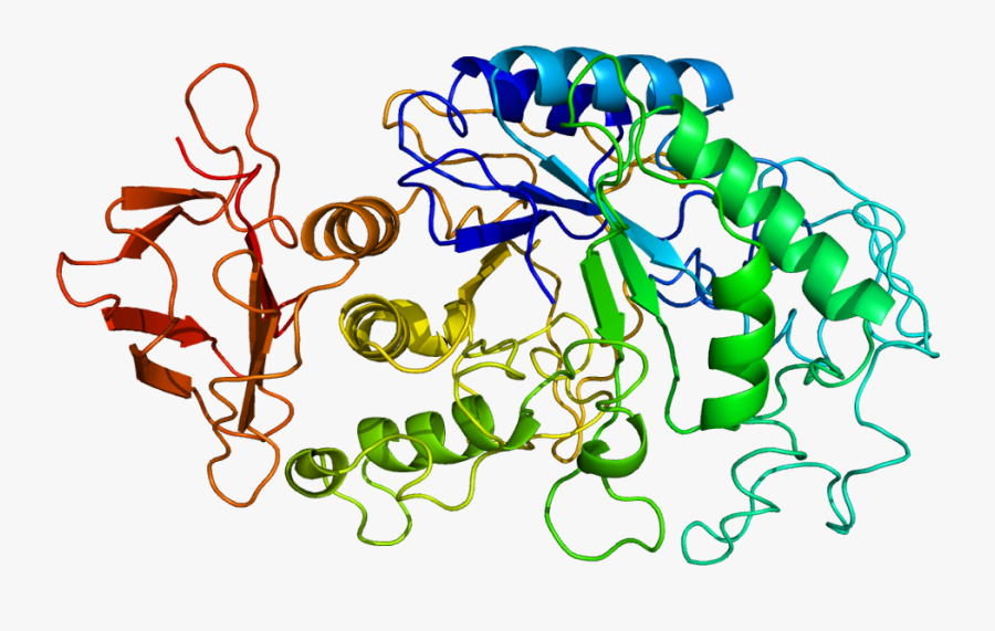 Amylase Png, Transparent Clipart
