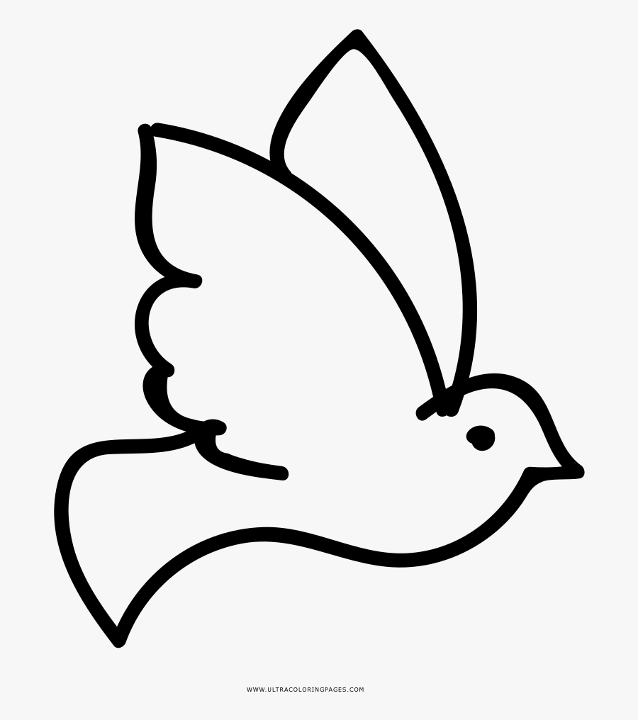 Rock Dove Columbidae Coloring Book Drawing Ausmalbild - Espirito Santo Para Colorir, Transparent Clipart