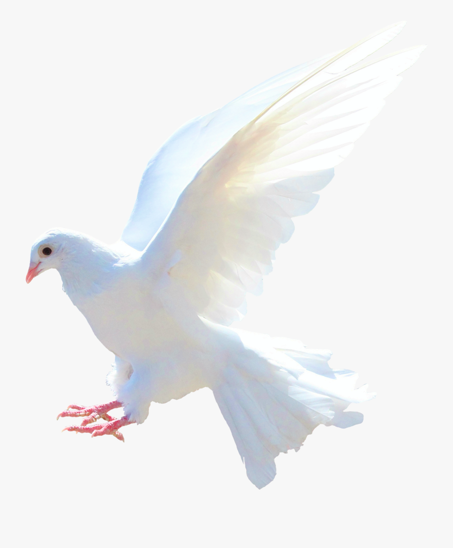 Transparent Holy Spirit Dove Clipart - All Png, Transparent Clipart