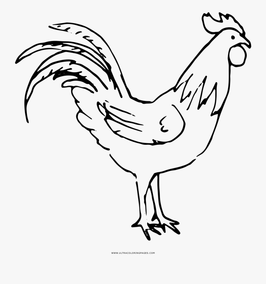 Clipart Stock Cock Drawing - Clip Art Of Cock, Transparent Clipart