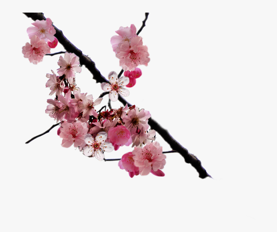 Cherry Blossom Clipart Cerry, Transparent Clipart