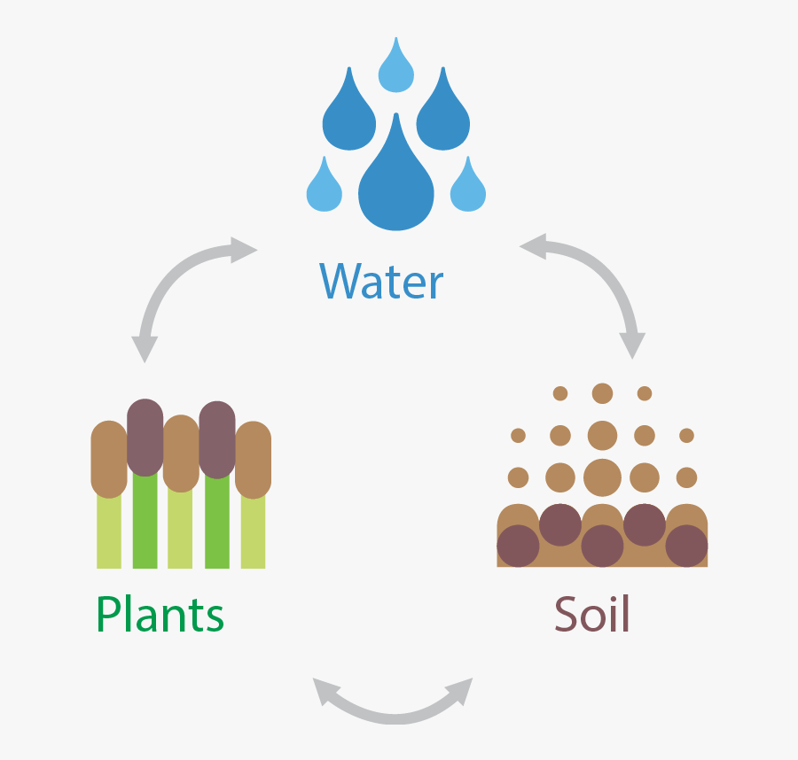 Ncwetlands 3 Wetland Elements, Transparent Clipart