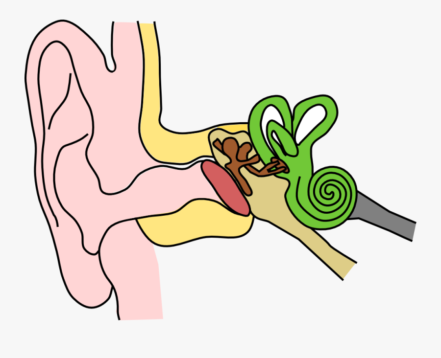 5 Senses And Response, Transparent Clipart