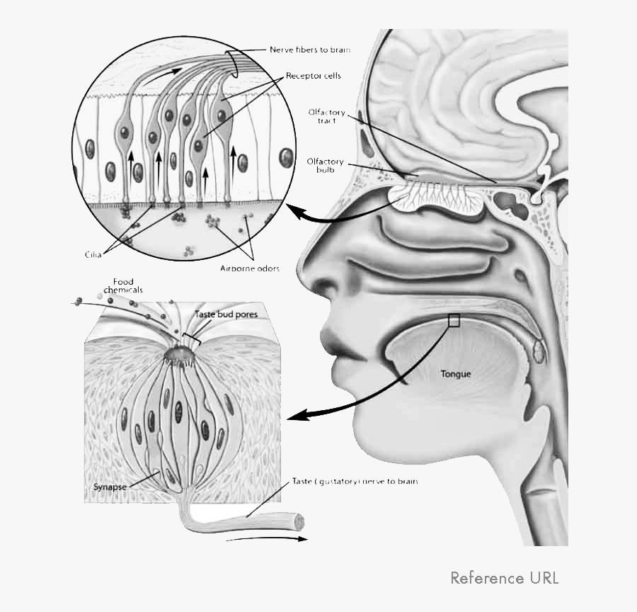 Hearing - الخلايا الشمية في الانف, Transparent Clipart