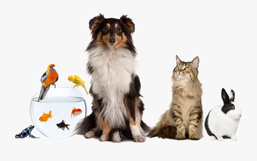 Leading Paws - Family Day With Pets, Transparent Clipart