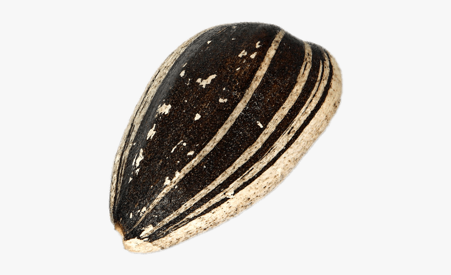 Sunflower Seed In Shell Clip Arts - Sunflower Seed Png, Transparent Clipart