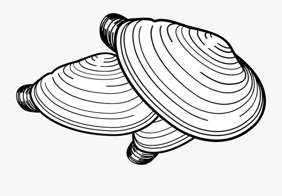 Scallop Drawing Free Download On New Vitruvian - Razor Clam Drawing, Transparent Clipart