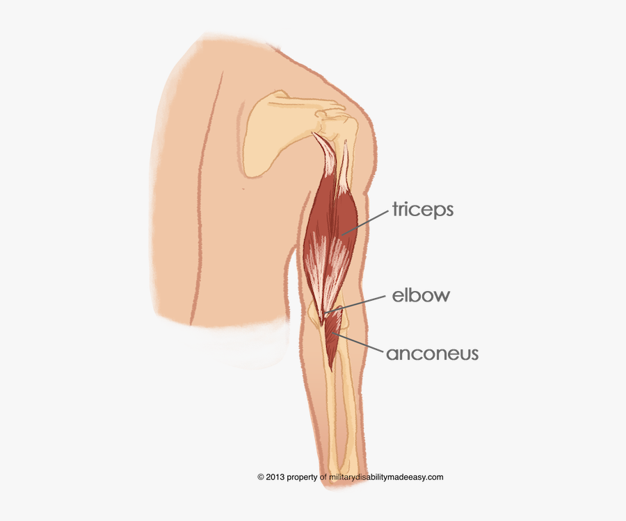 Triceps And Anconeus, Transparent Clipart