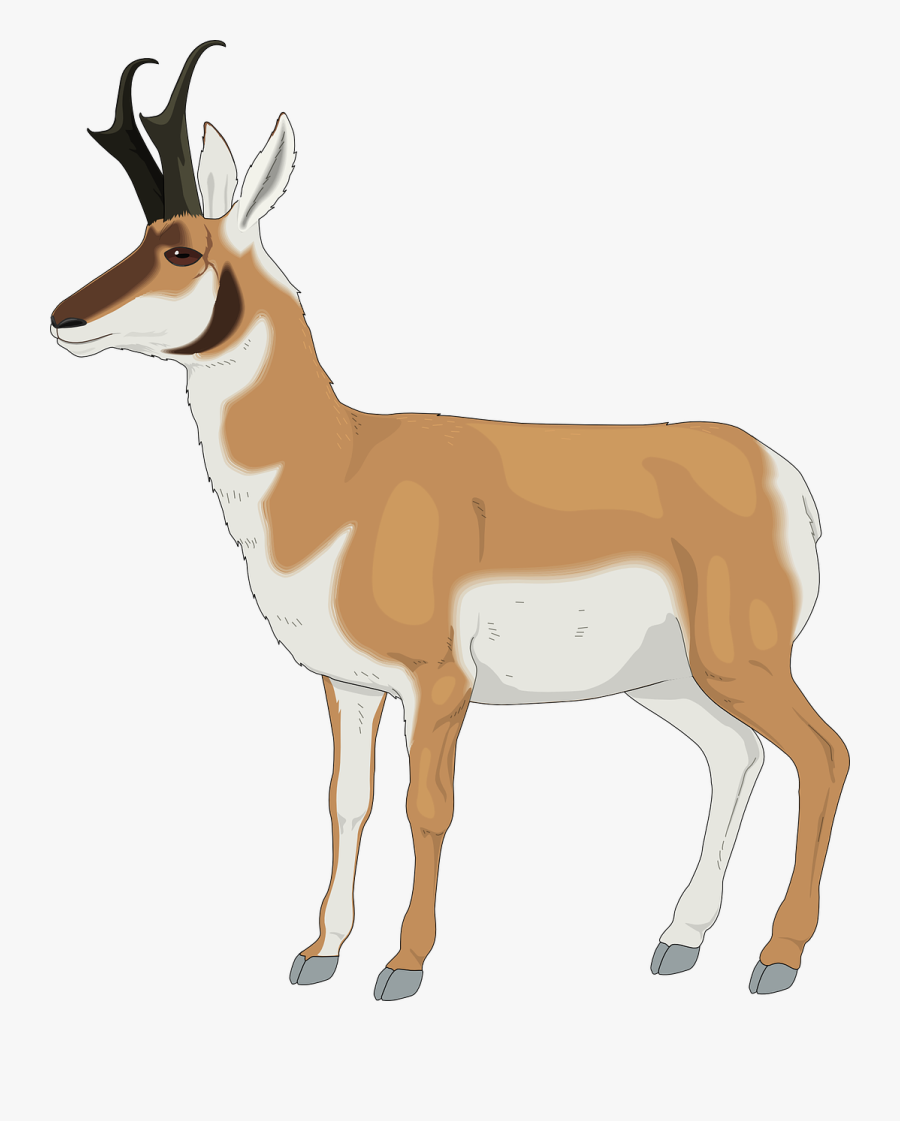 Clip Art Antelope Clip Art - Antelope Clip Art, Transparent Clipart