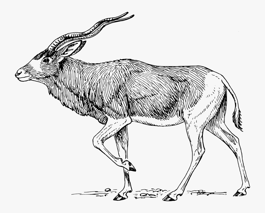 Addax Antelope - Addax Clipart, Transparent Clipart