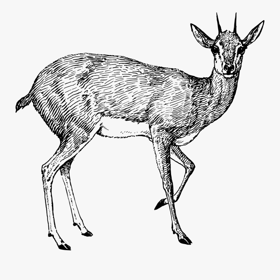 Steenbok - Pronghorn Antelope Drawing Png is a free transparent background clipart...