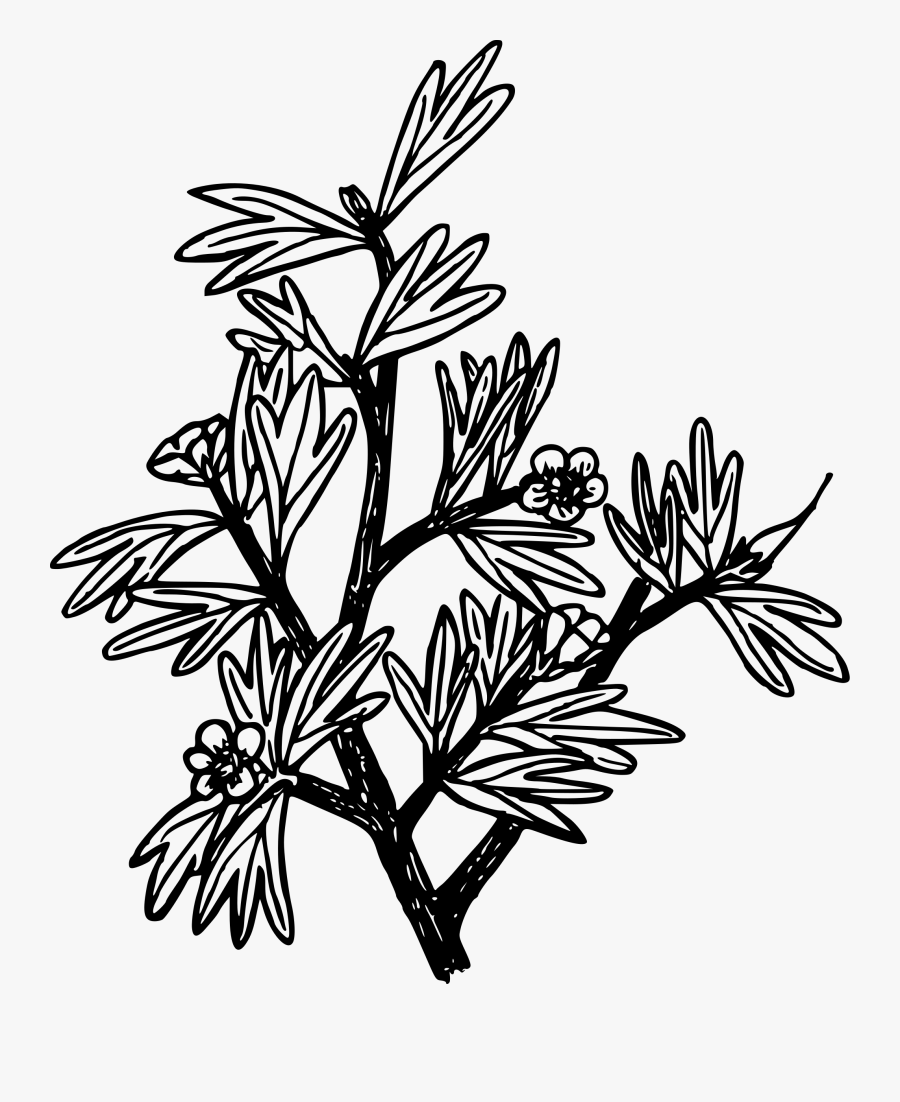 Antelope Bitterbush - Coloring Page, Transparent Clipart