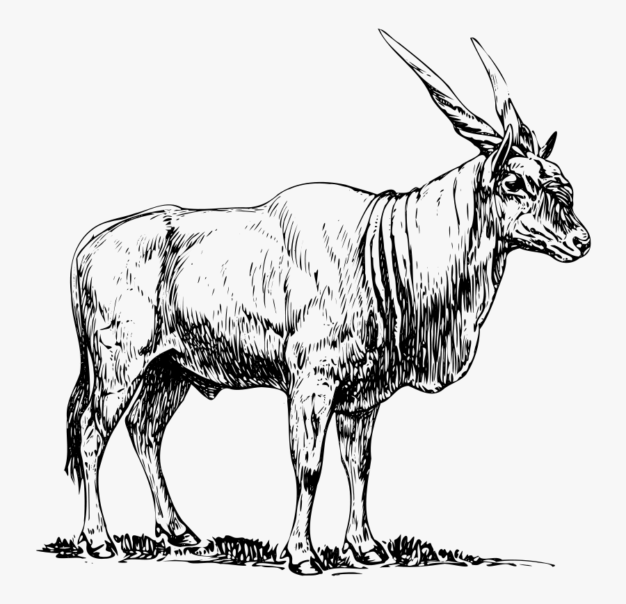 Antelope,monochrome Photography,deer - Eland Clipart, Transparent Clipart