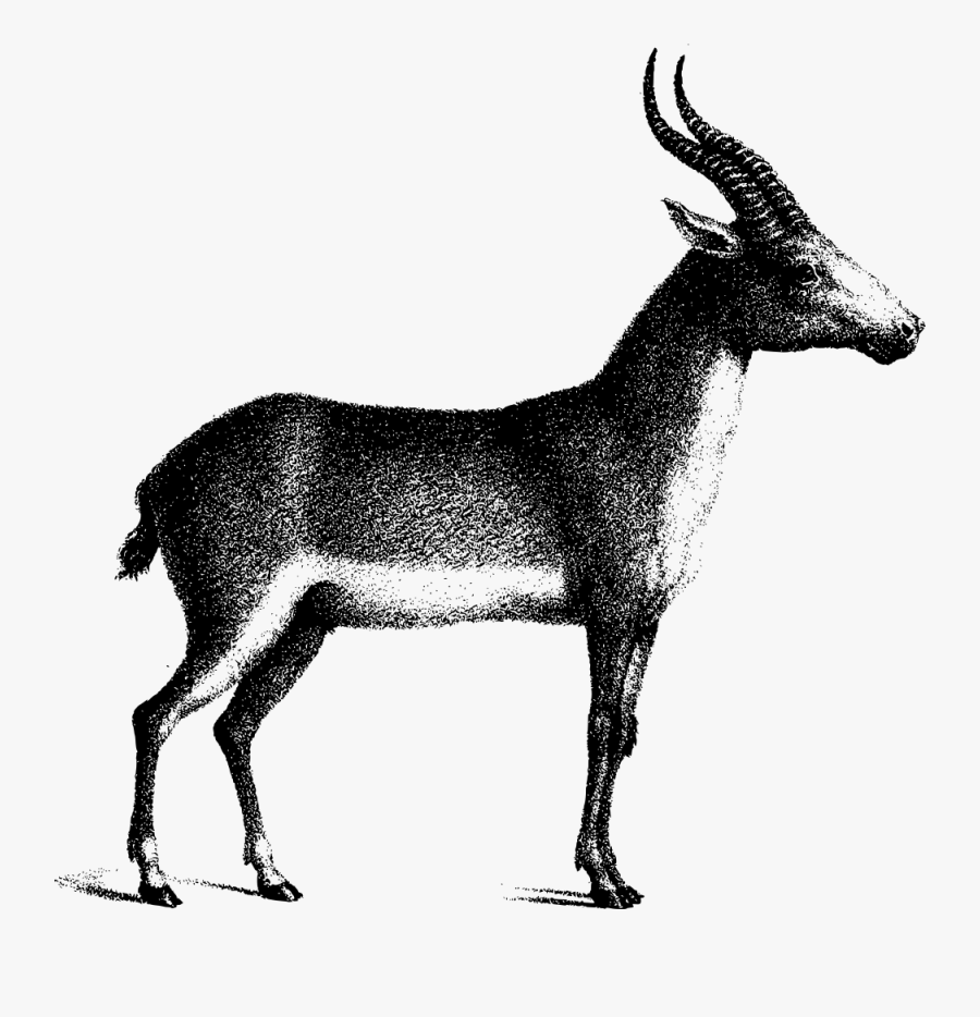 Saiga Antelope - Transparent Saiga , Free Transparent Clipart - ClipartKey
