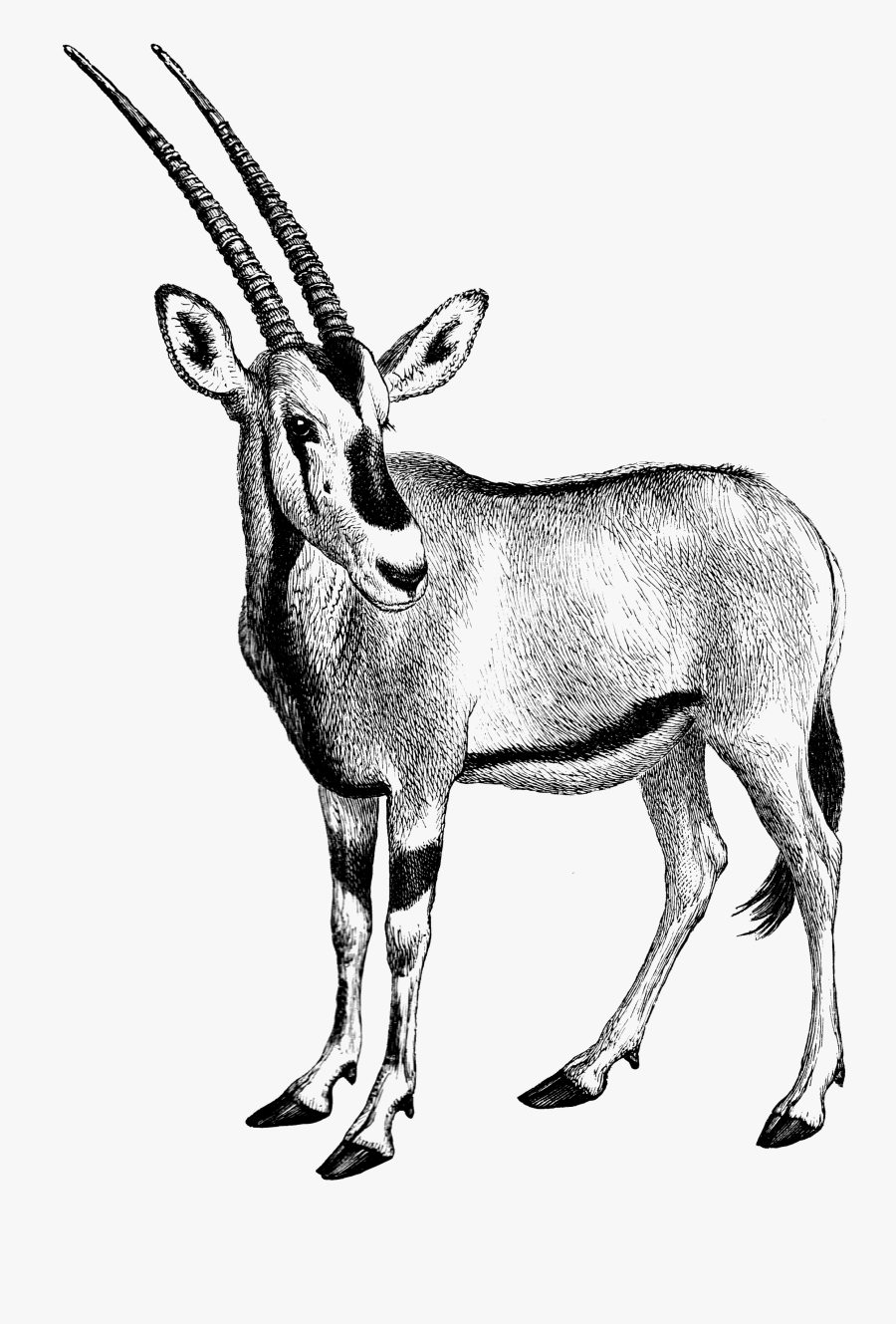 Writing Word Macros, Transparent Clipart