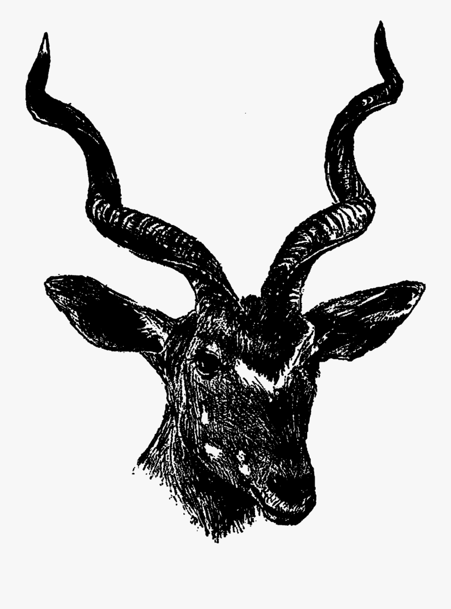 Antique Animal Art Kudu Drawing Illustration Craft - Illustration, Transparent Clipart