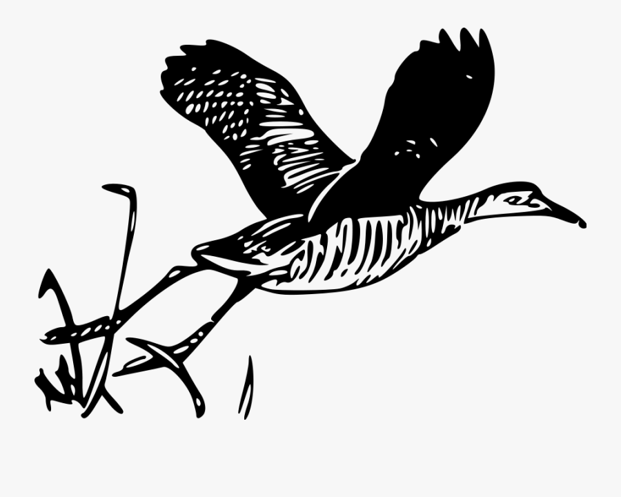 King Rail Drawings, Transparent Clipart