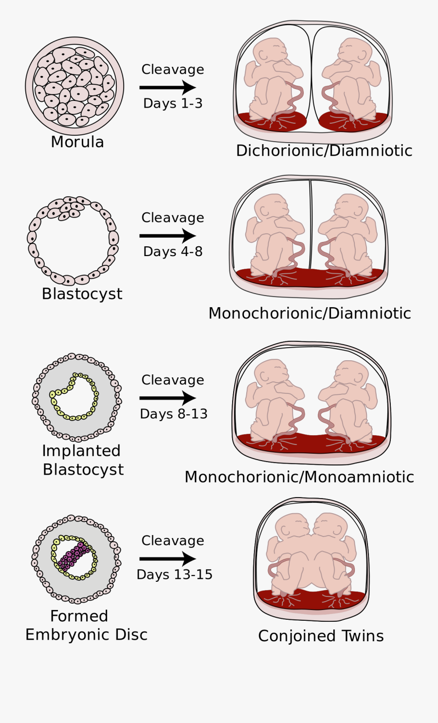 Momo Twins, Transparent Clipart
