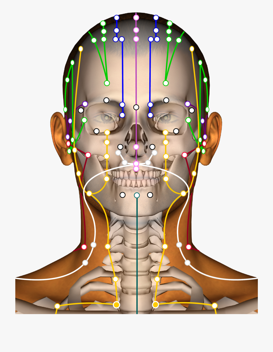 Point Head - Stomach Meridian Stock Illustrations, Transparent Clipart