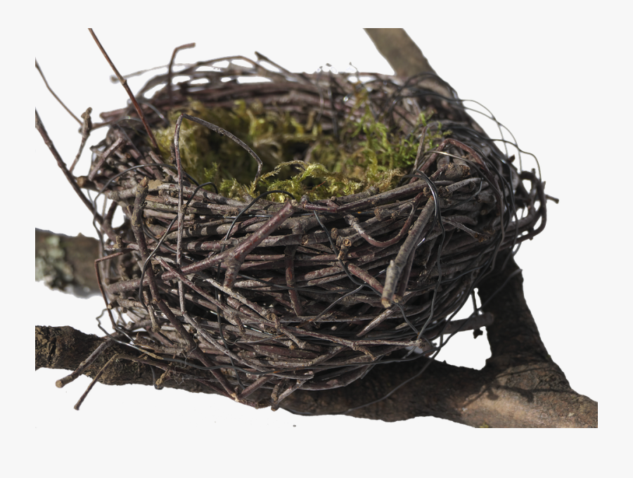 Nido De Pajaros Png, Transparent Clipart