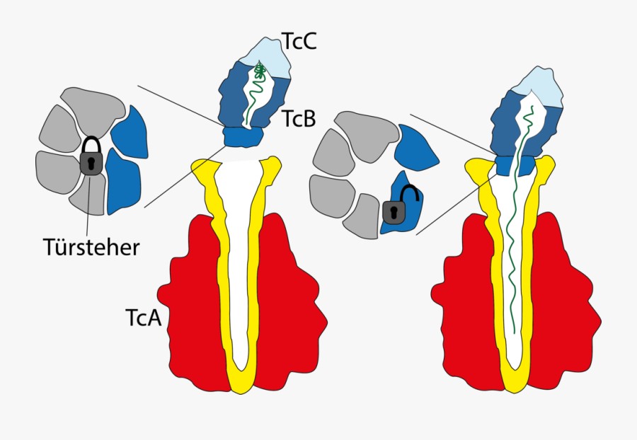 Toxin, Transparent Clipart