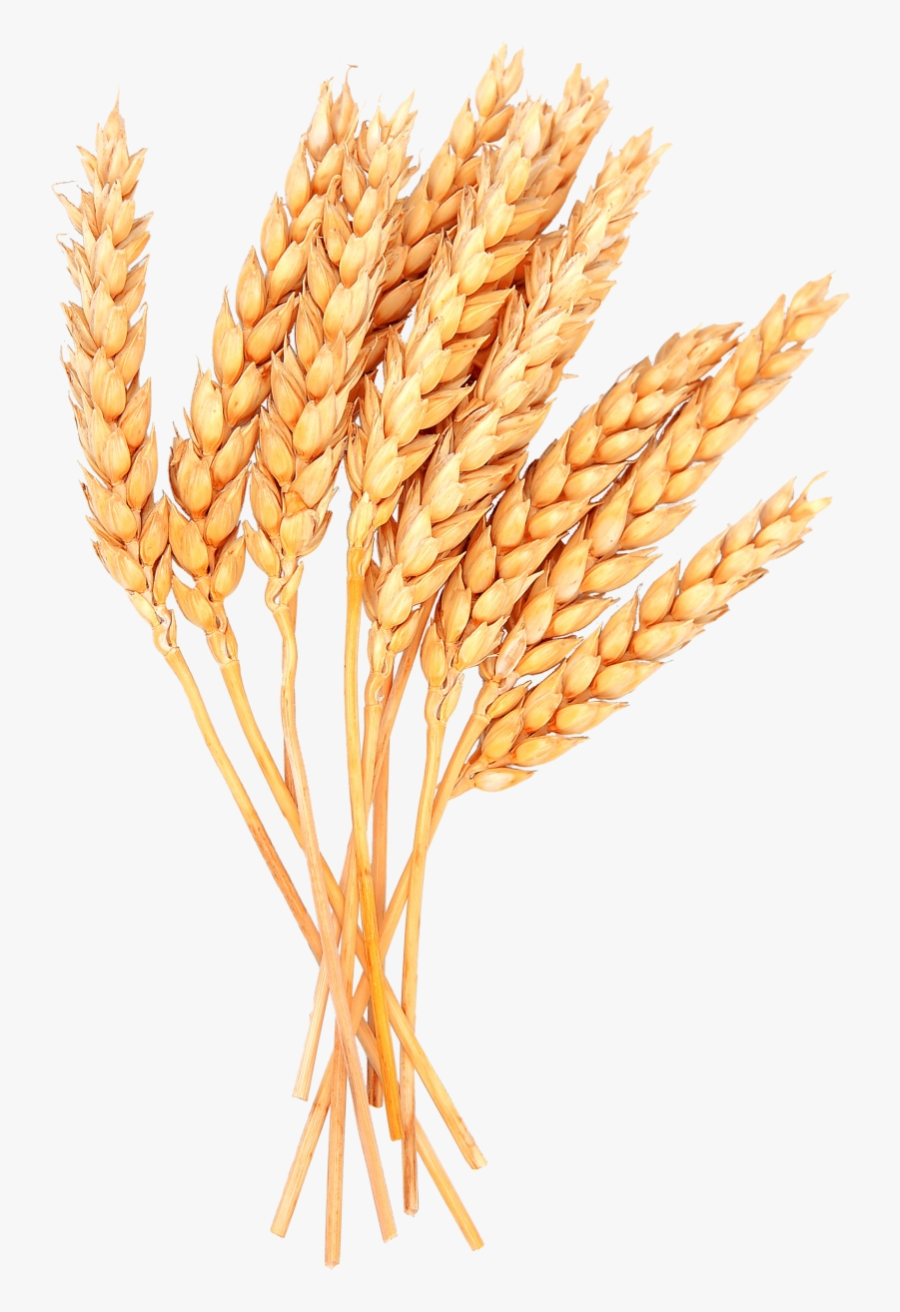 Wheat Vector Free Image Sheaves Of Clipart Transparent - Wheat Png, Transparent Clipart