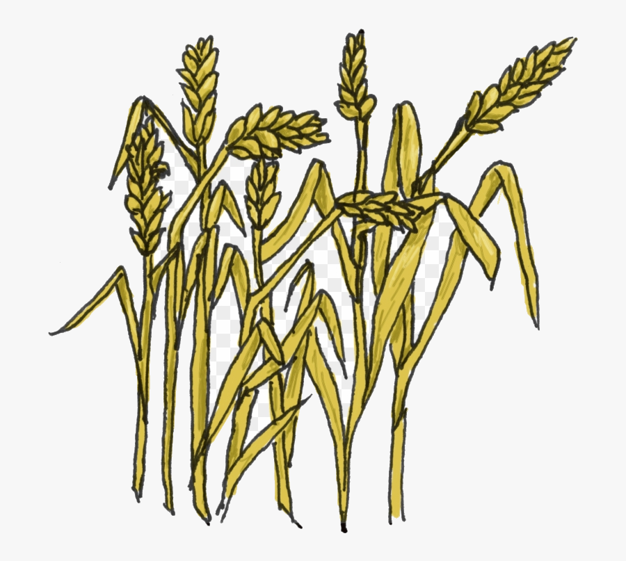 Wheat Pin Clipart Grain Transparent Png - Grain Clipart, Transparent Clipart