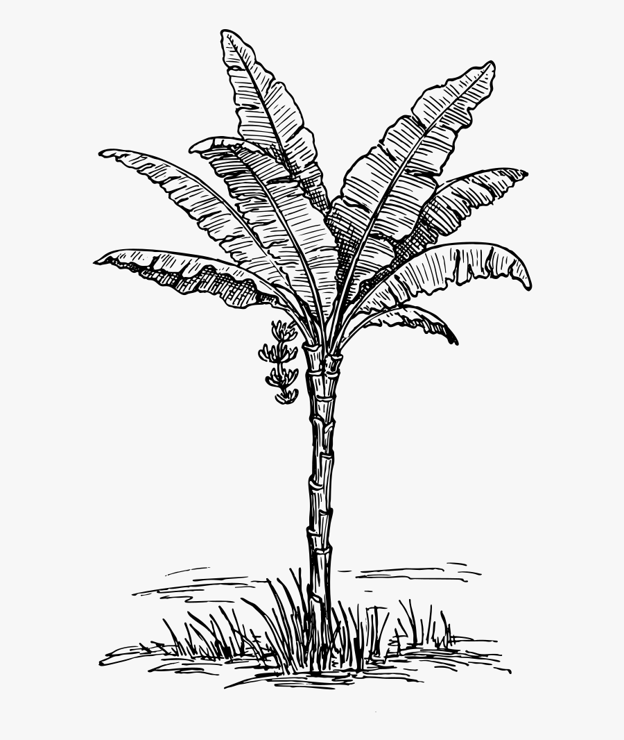 Vintage Palm Tree Line Art - Palm Illustration Png Vintage, Transparent Clipart