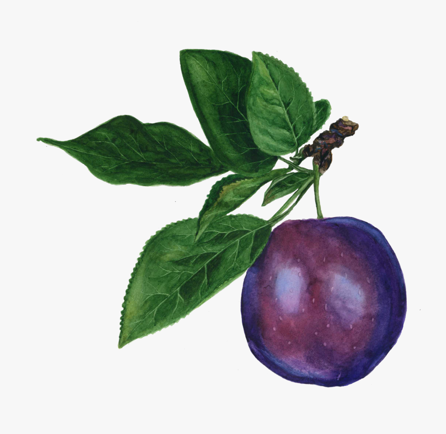 Plum, Transparent Clipart